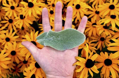 Natural sau util? În căutarea ingredientelor potrivite - Viorica Cosmetic MD