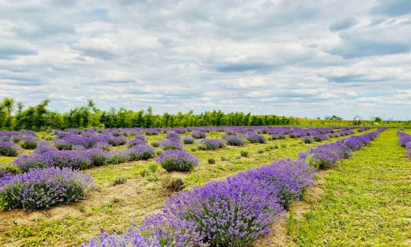 Elevul expertului internațional Sepp Holzer, în vizită la plantația noastră ecologică VIOPARK - Viorica Cosmetic MD