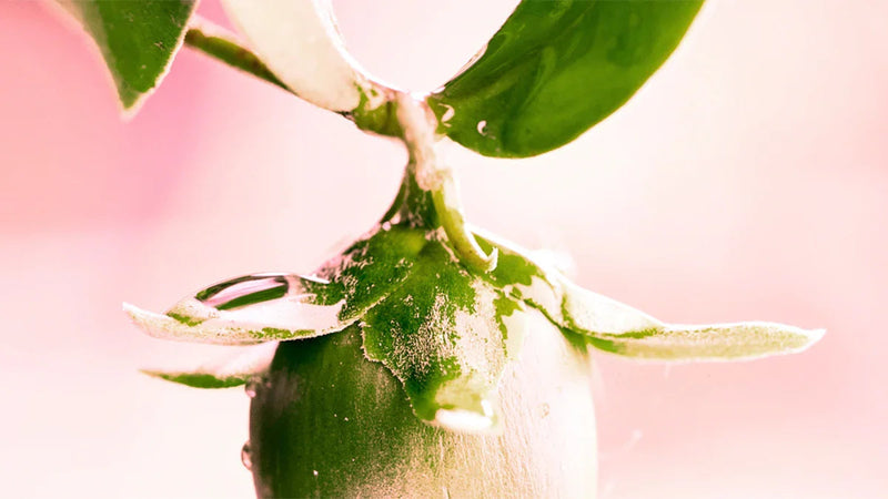 Uleiul de jojoba – amicul nr. 1 al tenului tău - Viorica Cosmetic MD