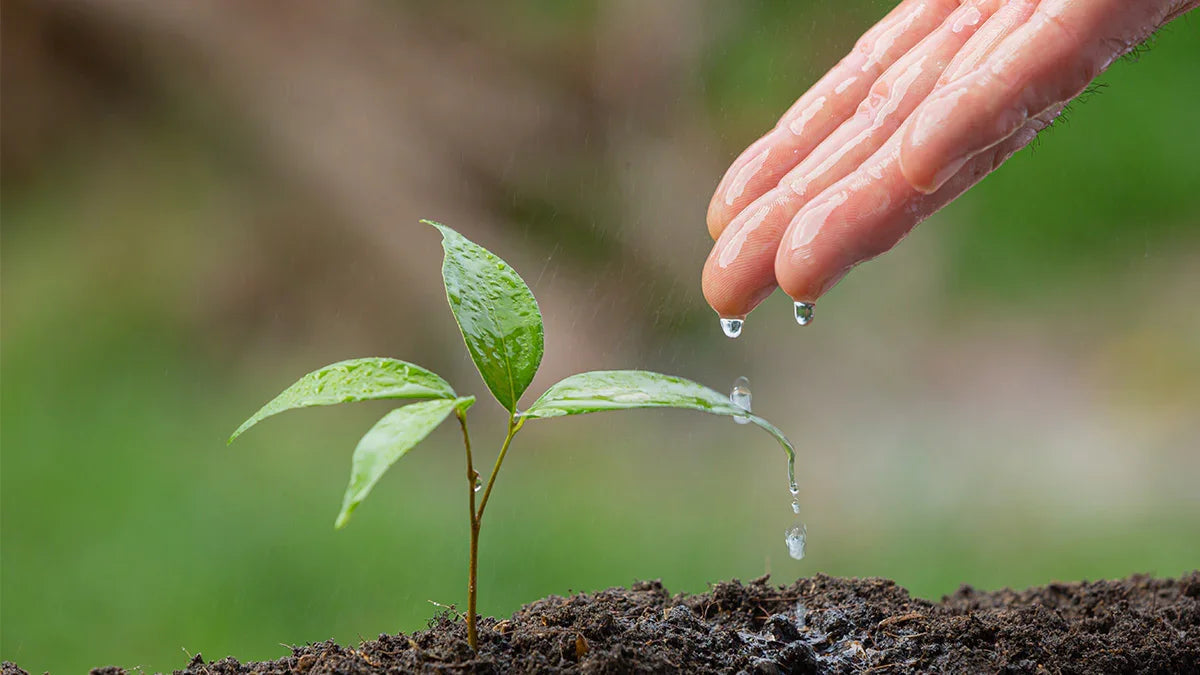 Lifestyle: Relația Frumusețe – Natură - Viorica Cosmetic MD